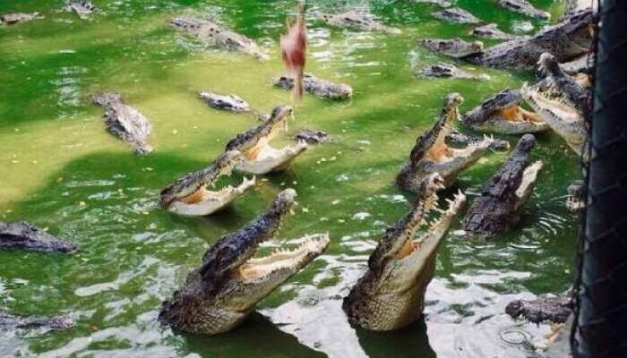 КРОКОДИЛОВАЯ ФЕРМА CROCODILE PHARM от 2х человек